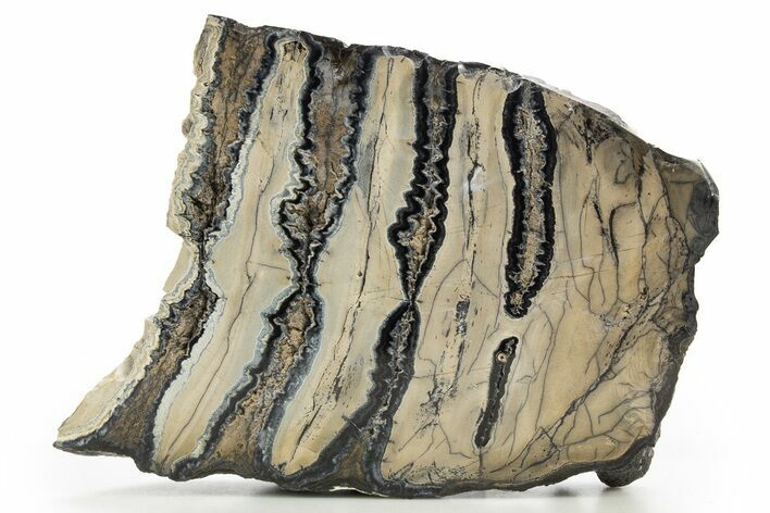 Polished Mammoth Molar Slice - South Carolina #316542